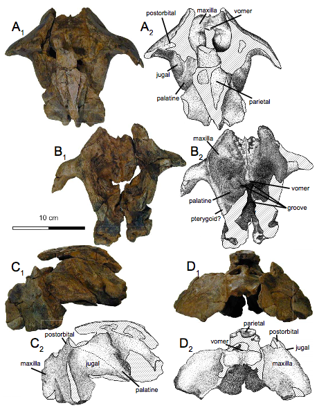 File:Khunnuchelys lophorhothon holotype skull.png