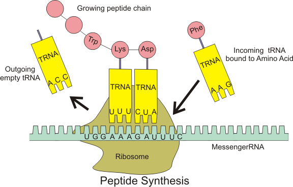 File:Peptide syn.png