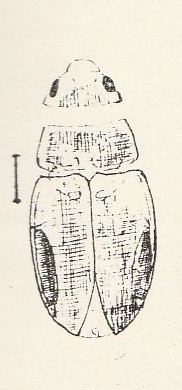 Procoelambus macrocephalus N. THEOBALD Holotype (Nov. Gen.).jpg