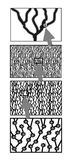 File:TreeToCoral.png
