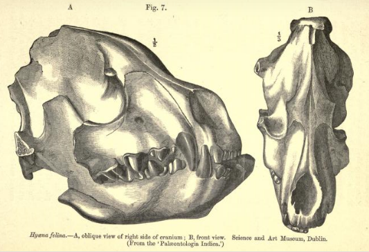 File:Crocuta silvanensis skull.png