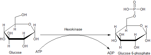 File:Hexokinase-glucose.png