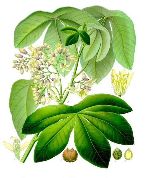File:Manihot glaziovii - Köhler–s Medizinal-Pflanzen-223.jpg