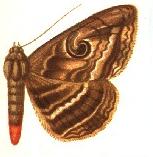 Speiredonia sumbana female.JPG