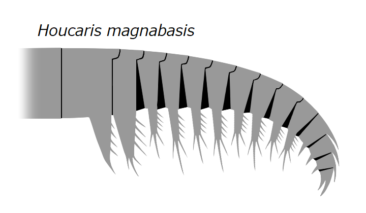 File:20191221 Radiodonta frontal appendage Anomalocaris magnabasis.png