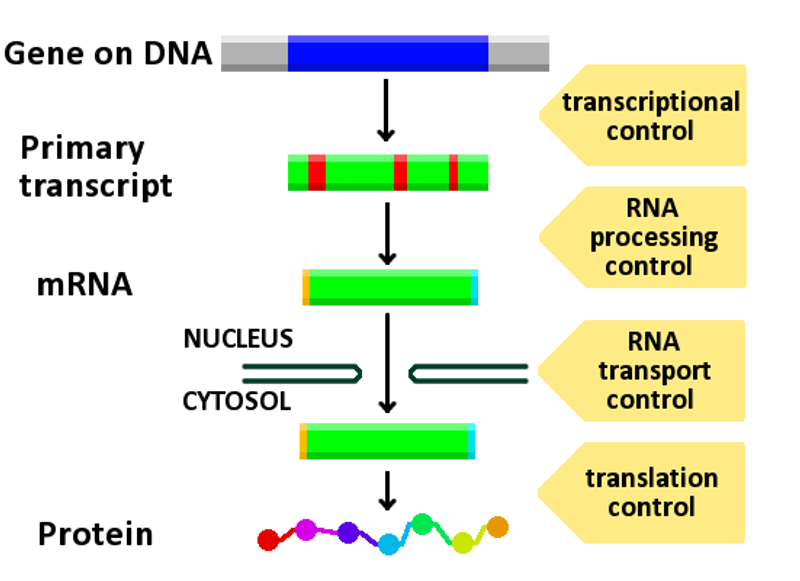 File:Gene expression control.png