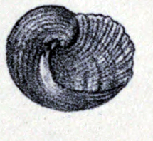 Stomatolina rufescens 001.jpg