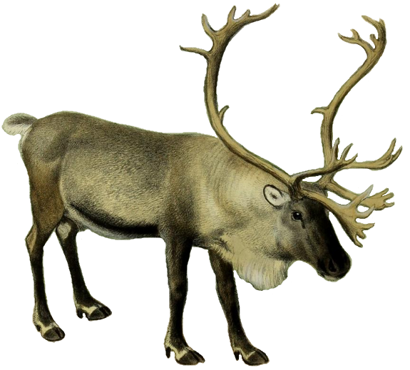 File:The deer of all lands (1898) Scandinavian reindeer white background.png