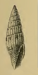 Vexillum diaconalis 001.jpg