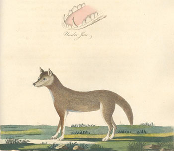 File:Dog of New South Wales.jpg