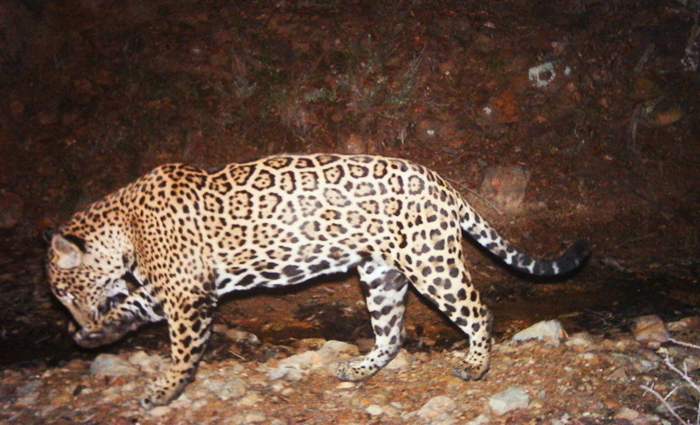 File:El-jefe-jaguar-fws1.jpg
