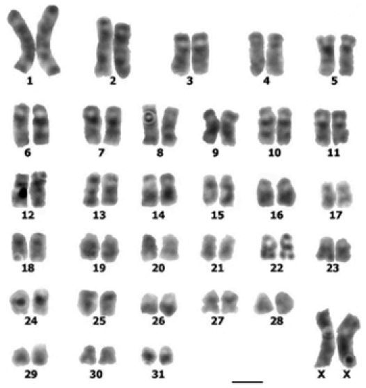File:G-banded karyotype of female guinea pig (Cavia porcellus).png