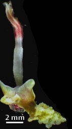 Osedax roseus.jpg