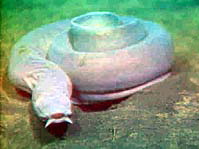 File:Pacific hagfish Myxine.jpg