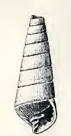 Pyramidella mazatlanica 001.png
