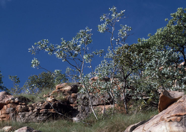 File:Eucalyptus mooreana habit.jpg