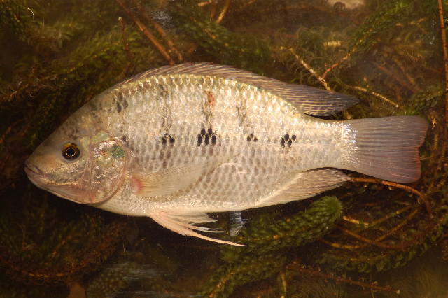 File:Oreochromis andersonii.jpg