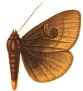 Speiredonia calaoensis male.JPG