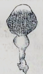 Sycozoa sigillinoides 001.png