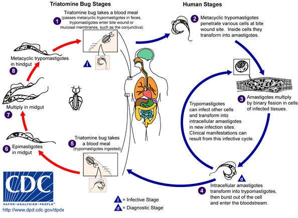 File:Trypanosoma cruzi LifeCycle.gif