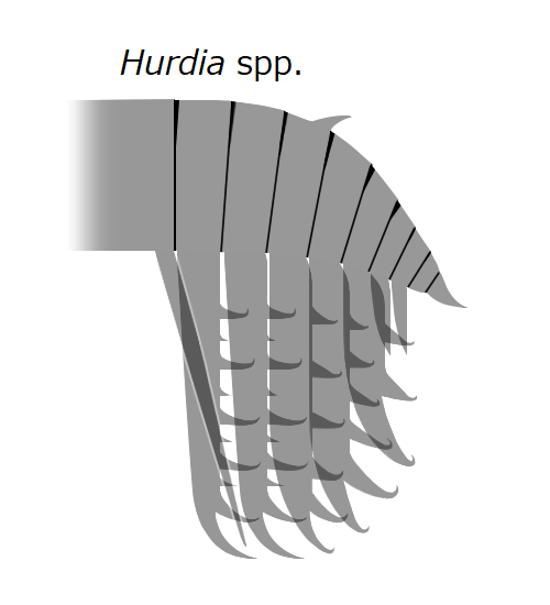 File:20191229 Radiodonta frontal appendage Hurdia.png