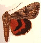 Catocala coccinata2.JPG