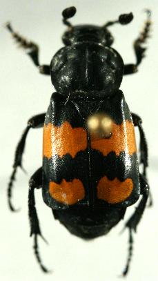 Nicrophorus defodiens.JPG