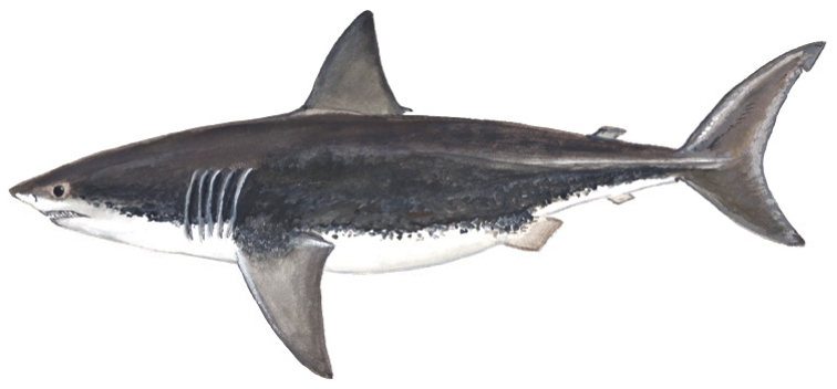 File:White shark (Duane Raver).png