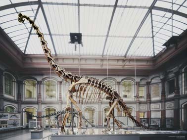 File:Berlin Naturkundemuseum Brachiosaurus henningsphoto de.jpg