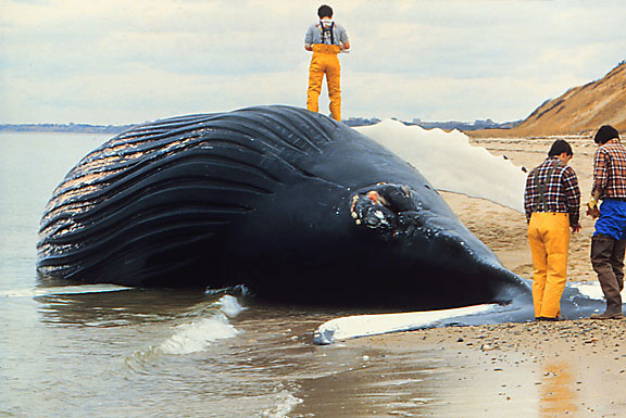 File:Dead whale NOAA.jpg
