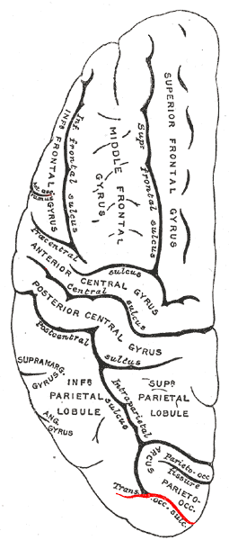 Gray725 trans occipital sulcus.png