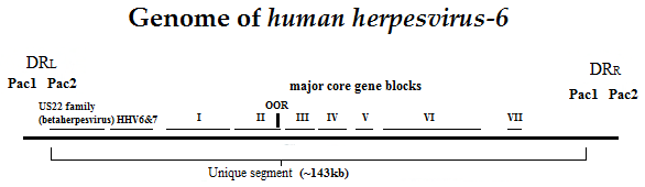 File:Hhv6 genome2.png