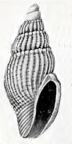 Mitromorpha multicostata 001.jpg