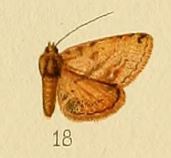 Pl.155-18-Cerynea ochreana (Bethune-Baker, 1908).JPG