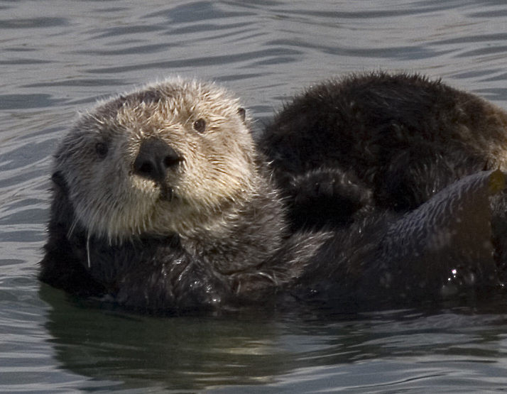 File:Sea otter cropped.jpg