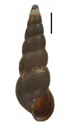 Tylomelania baskasti shell.png