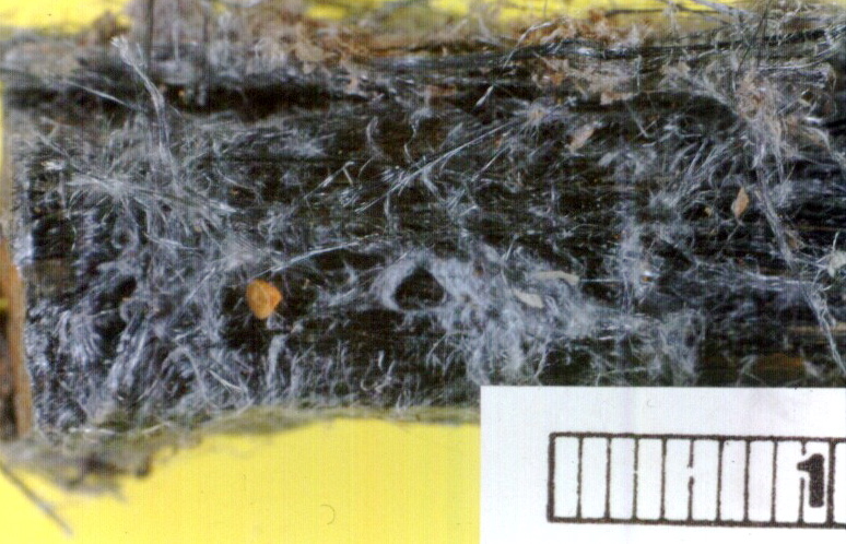 File:Blue asbestos (teased).jpg