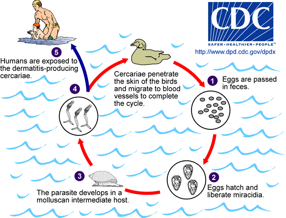 File:Cercarial LifeCycle.png