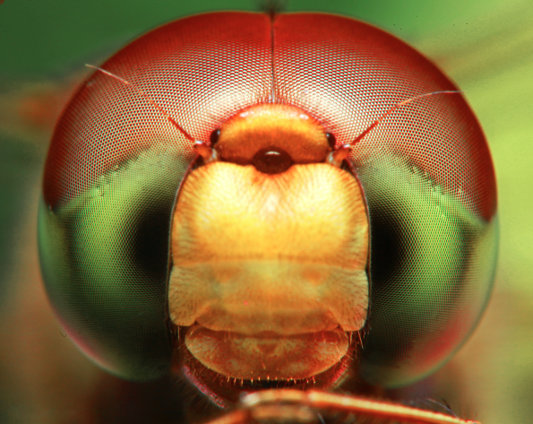 File:Dragon Fly portrait using reverse ring macro.png