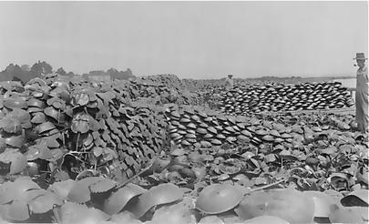File:Horseshoe crab harvest, Delaware, 1928.jpg