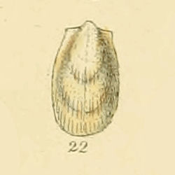 Lima subauriculata (Sowerby).jpg
