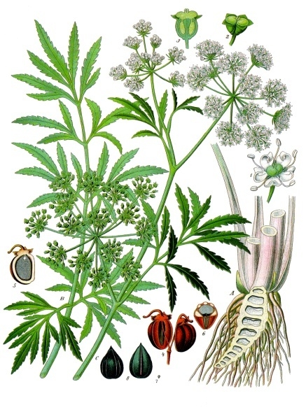 File:Cicuta virosa - Köhler–s Medizinal-Pflanzen-038 cropped.jpg