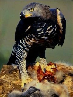 File:Crowned Eagle.jpg
