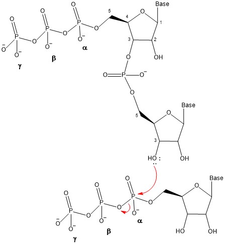 File:Oligonucleotide Synthesis3.jpg