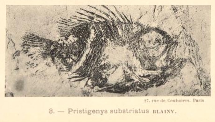 File:Pristigenys substriata Eastman 1905.jpg