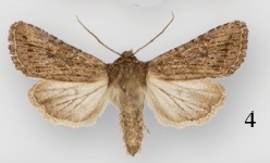 Protorthodes eureka male.jpg