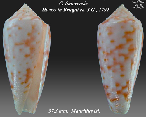File:Conus timorensis 2.jpg