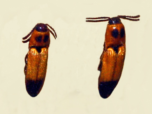 File:Elateridae - Melanoxanthus senegalensis.JPG