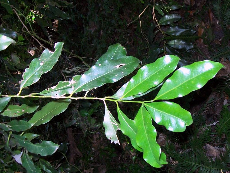 File:Endiandra compressa leaves.jpg
