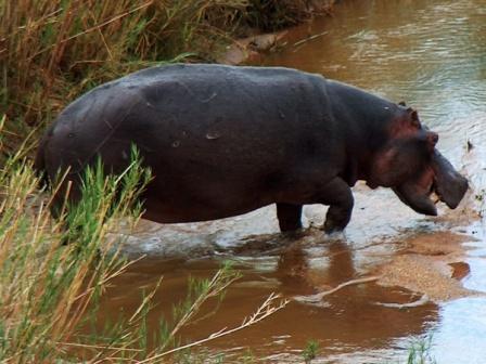 File:Hippopotamus amphibius.JPG